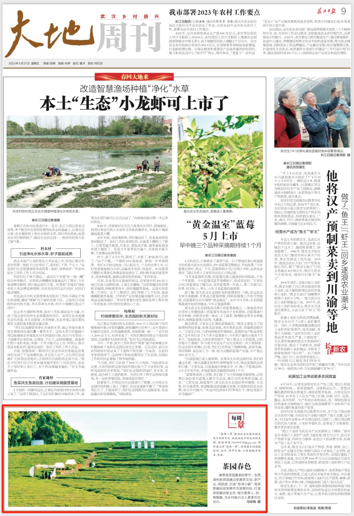 茶园春色.jpg